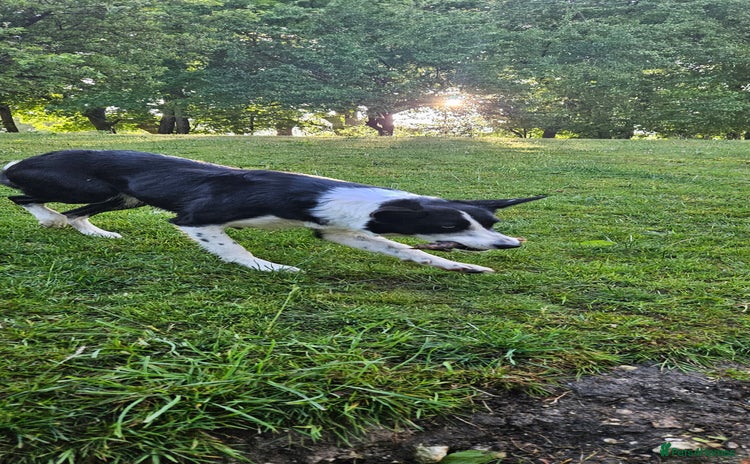 Border Collie dogs - Advert 1
