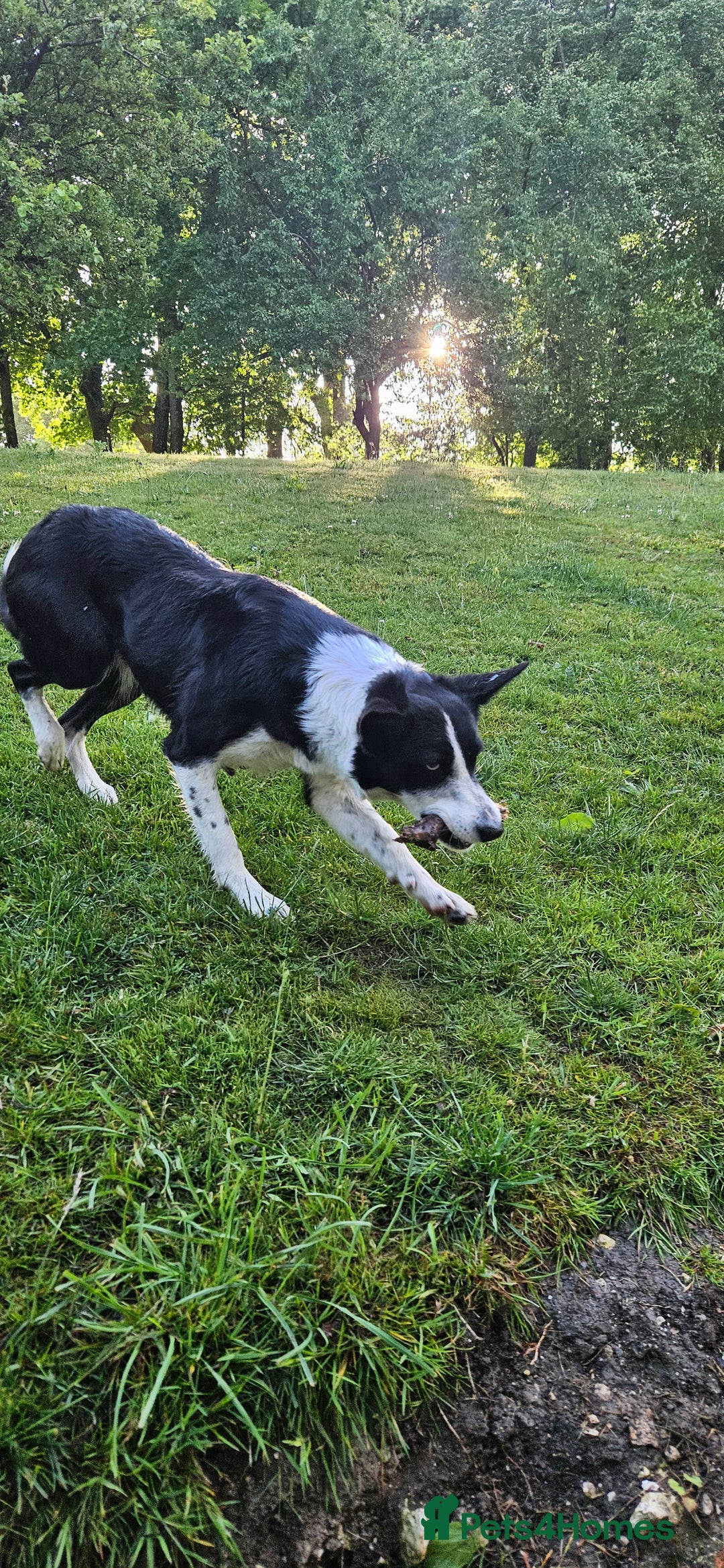 Border Collie dogs for sale: Jess  - Image 1