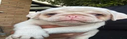 Pug dogs for sale: Prestige Pink Pug Puppies KC reg. Ready to leave - Advert 23