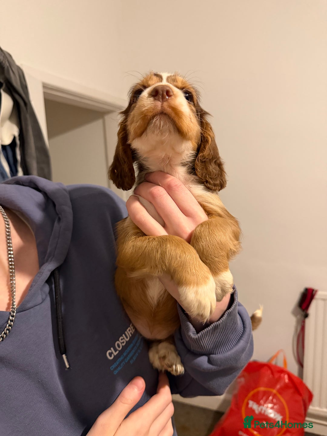 Cocker Spaniel dogs for sale: FEMALE CHOC WORKING COCKER LEFT! - Advert 33