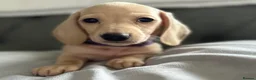 Miniature Dachshund dogs for sale: KC Cream Brindle Smooth Miniature Dachshunds - Advert 11