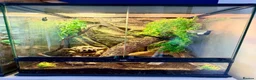 Mixed Breed reptiles for sale: 2 Anoles and 2 American Tree Frogs - Advert 8