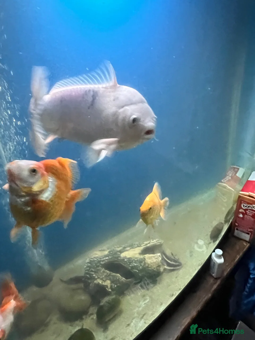 Koi Carp fish for sale: Shiro Bekko Koi - Advert 2