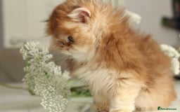 British Longhair cats for sale: Last Golden Chinchilla ny12 LH kitty - Image 8