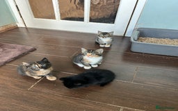 Mixed Breed cats for sale: Five friendly kittens  - Image 1