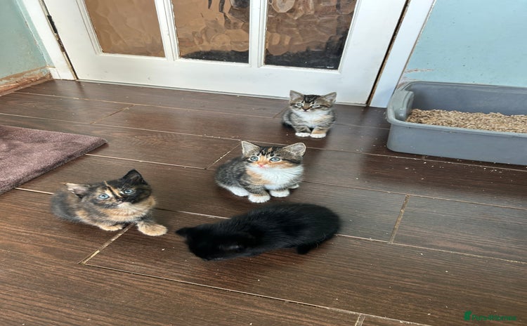 Mixed Breed cats - Advert 1