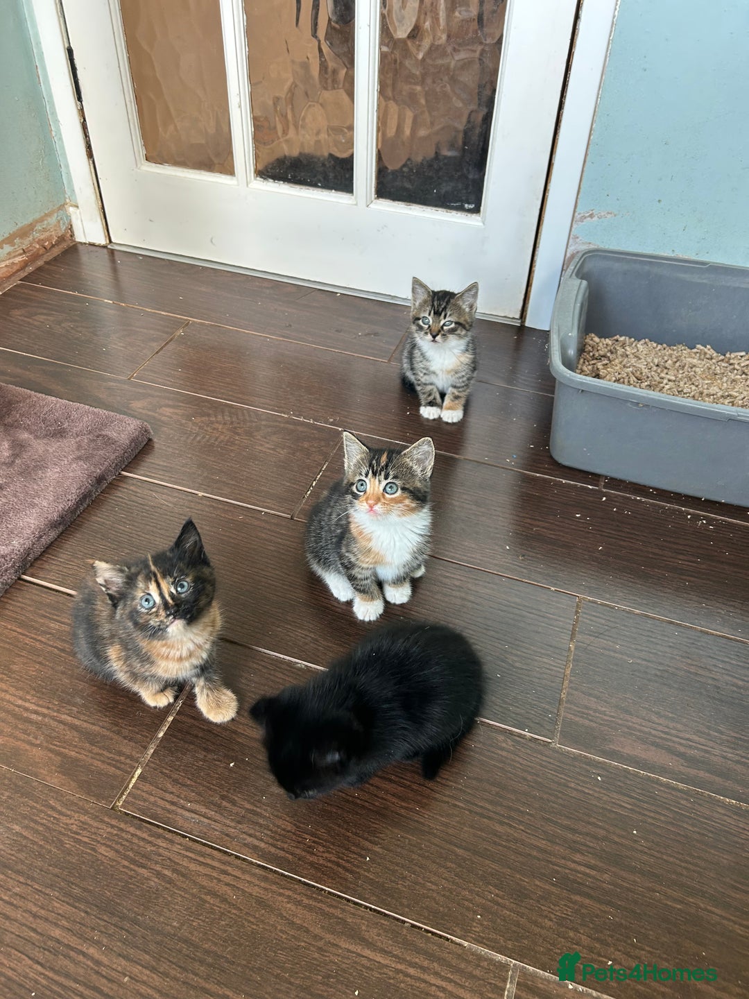 Mixed Breed cats for sale: Five friendly kittens  - Image 1