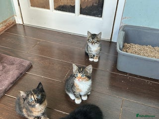 Mixed Breed cats - Advert 13