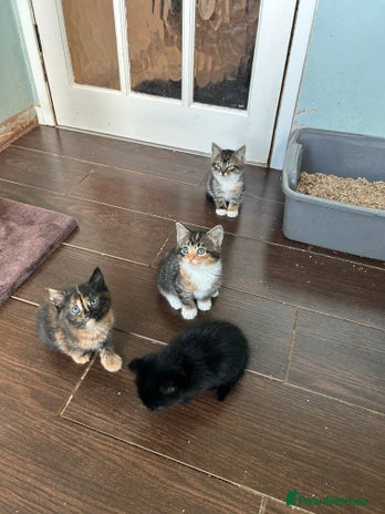 Mixed Breed cats - Advert 4