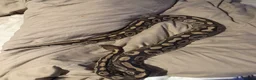 Python Snake reptiles for sale: Female friendly ball python  in Mansfield - Advert 5