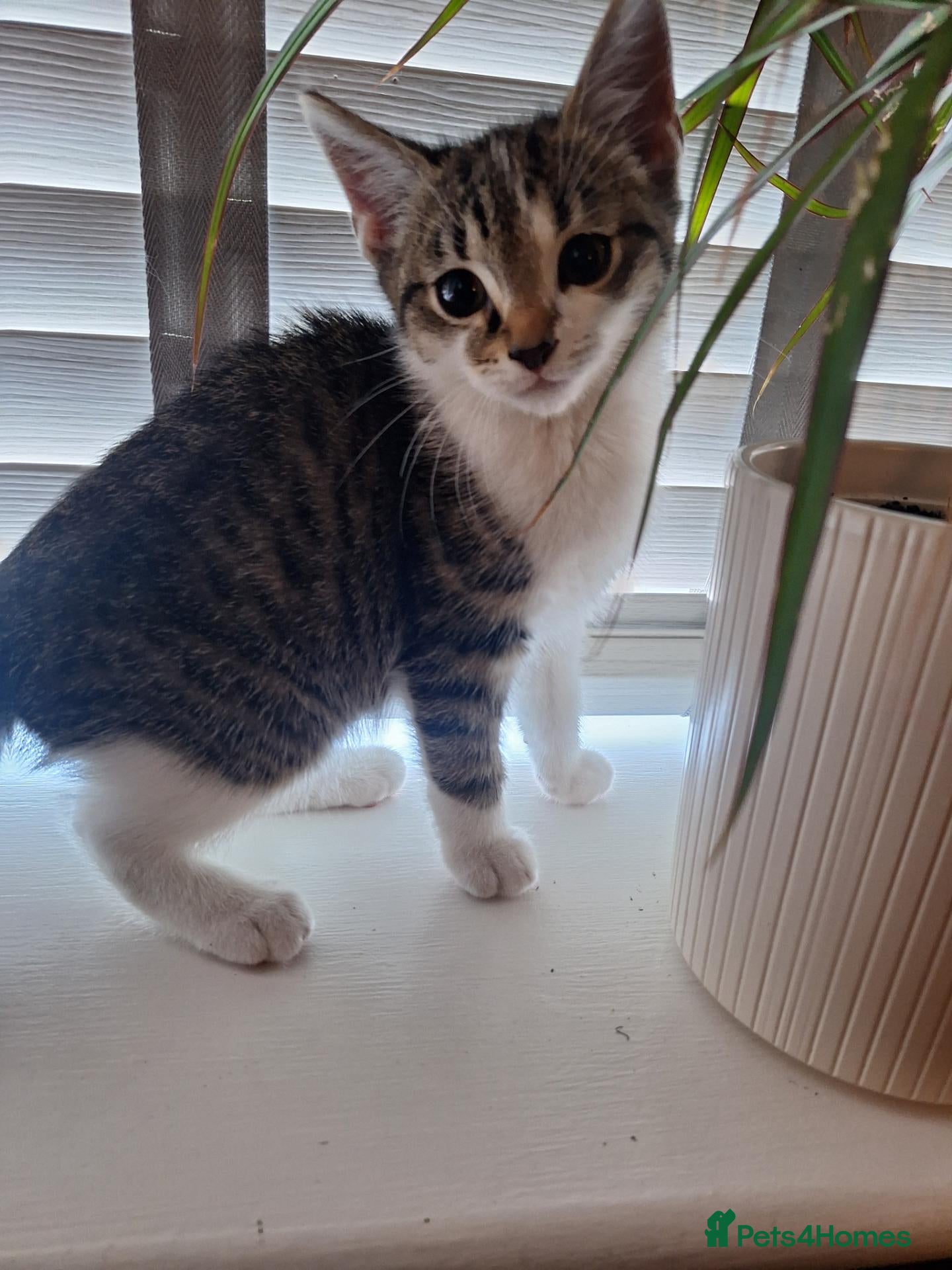 Bengal cats Bengal mix babies ***last boy*** - Advert 1