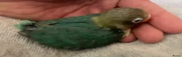 Lovebirds birds for sale: Hand reared baby lovebirds - Advert 11