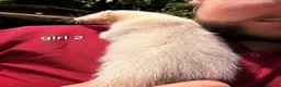 Ferret rodents for sale: Litter of 6 stunning ferrets  in Worksop - Advert 4