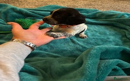 Cocker Spaniel dogs for sale: Georgous blue roan cocker spaniels - Image 36