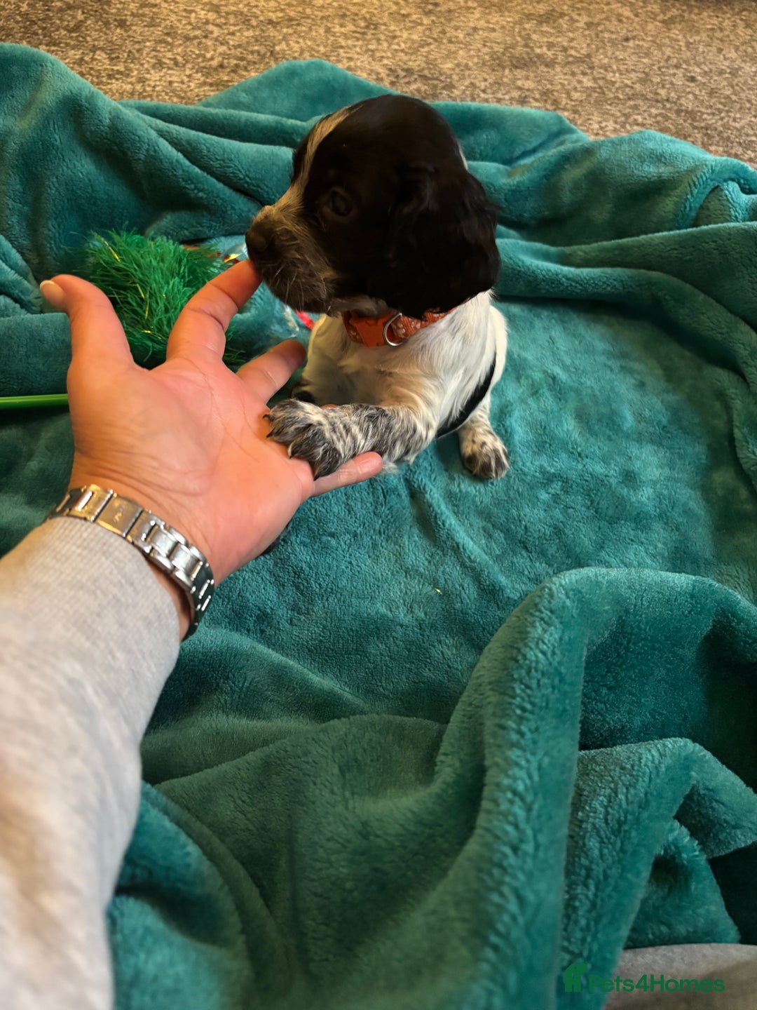 Cocker Spaniel dogs for sale: Georgous blue roan cocker spaniels - Image 36