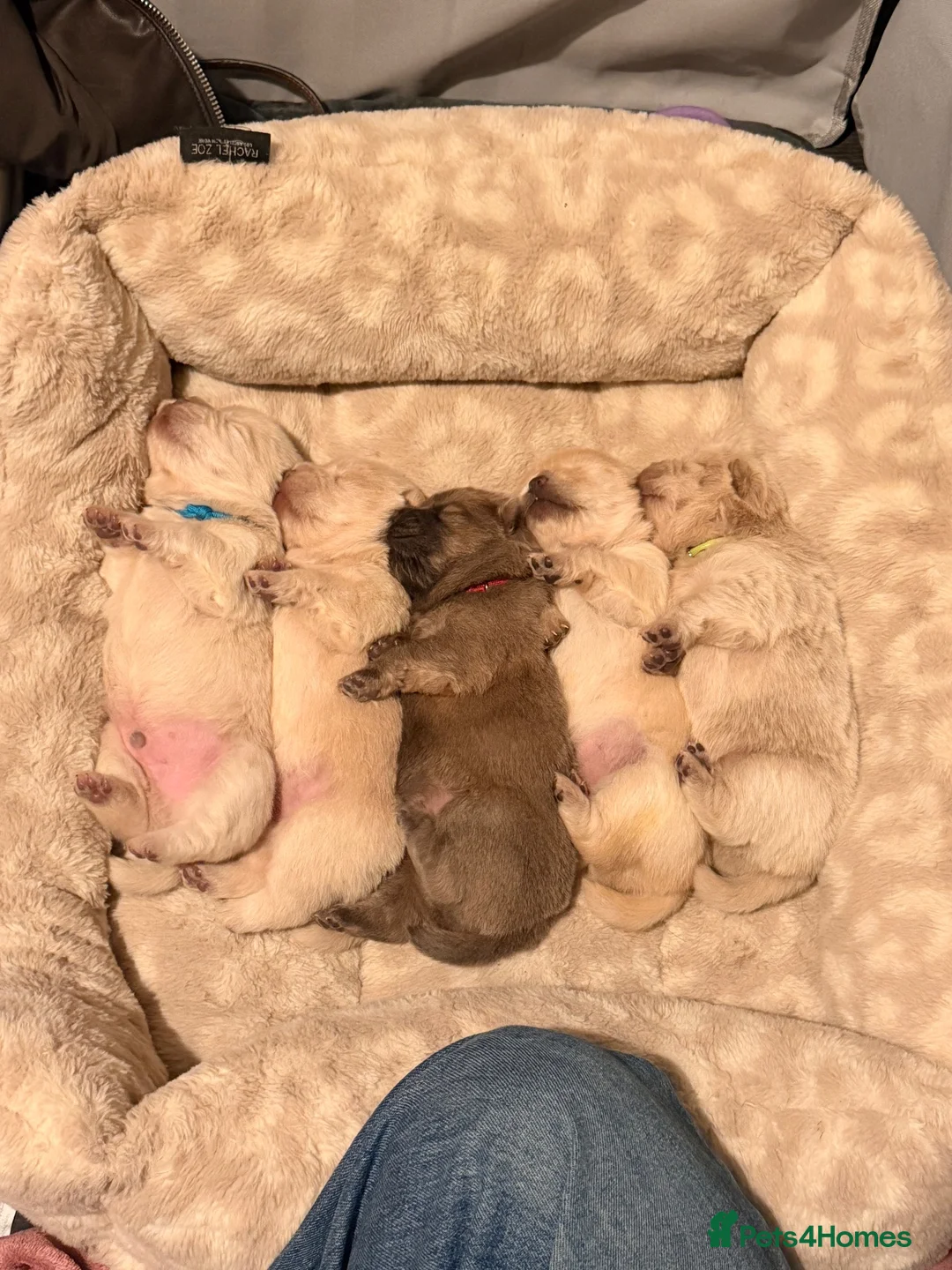 Chow Chow dogs for sale: 🐾🤎 Beautiful Chow Chow Puppies for Sale 🤎🐾 in Manchester - Advert 1