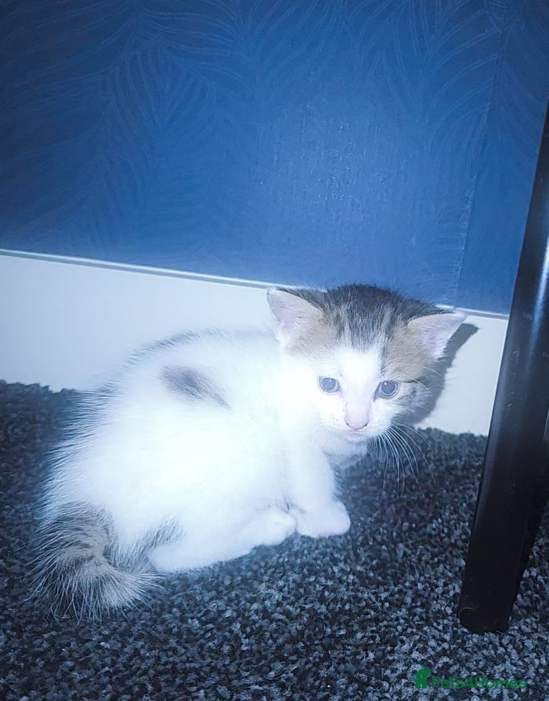 Mixed Breed cats for sale: mixed babies for sale  - Advert 3