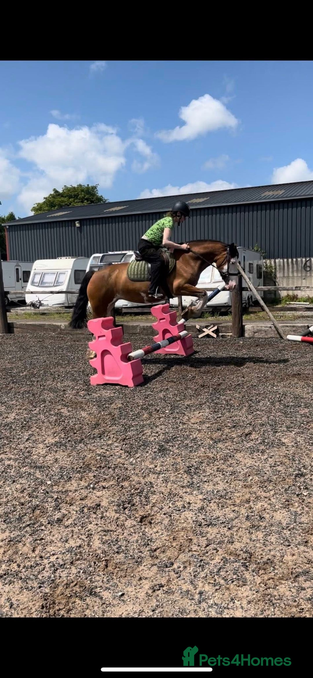 Welsh Section C horses for sale: godebog ulrika 14.2 - Image 1