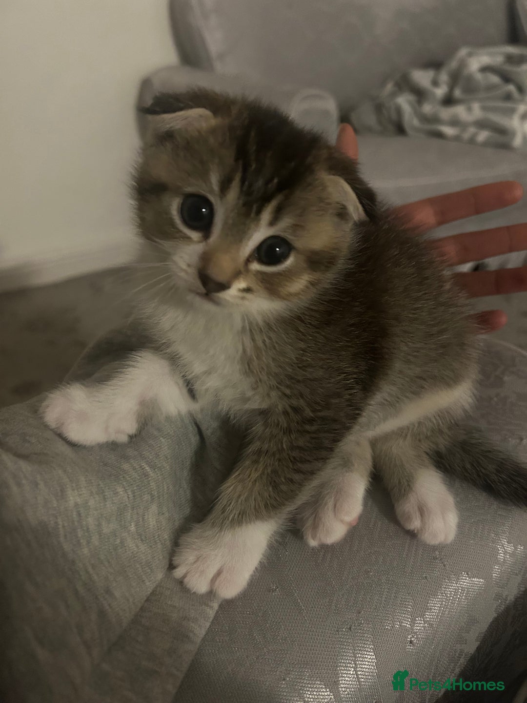 Scottish Fold cats for sale: Scottish Fold  - Advert 4