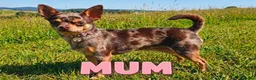 Chihuahua dogs for sale: Full chihuahua puppies  - Advert 14