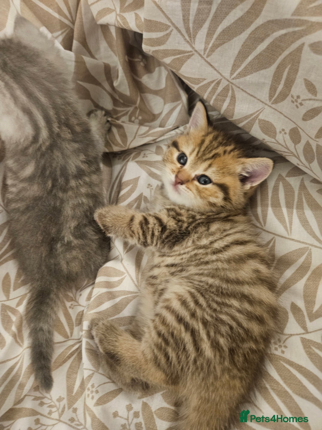 British Shorthair cats for sale: British Shorthair kittens! MALE BACK AVAILABLE!  - Advert 20