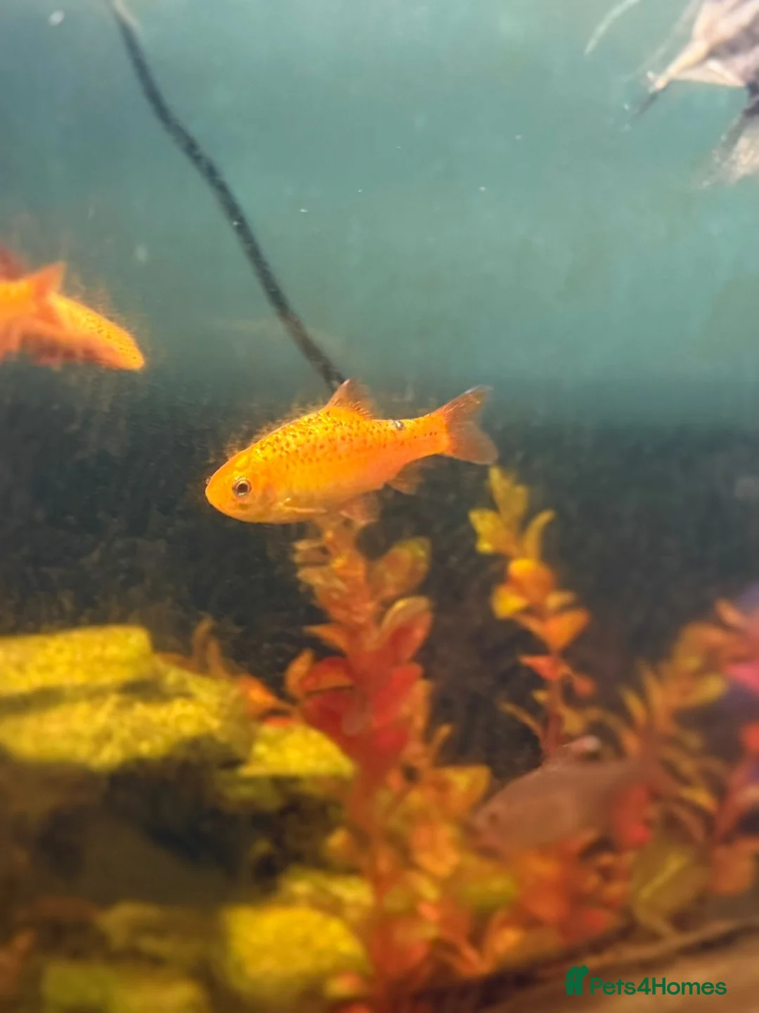 Sharks fish for sale: Selling assortment of tropical fish - Advert 4