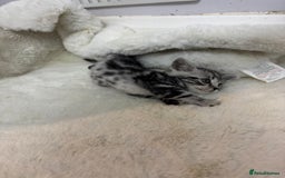 British Shorthair cats for sale: British shorthair silver tabby boy  - Image 5