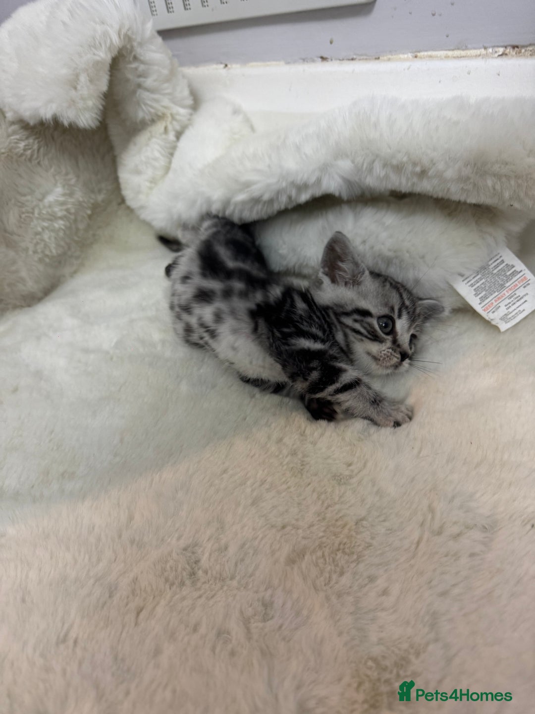 British Shorthair cats for sale: British shorthair silver tabby boy  - Image 5