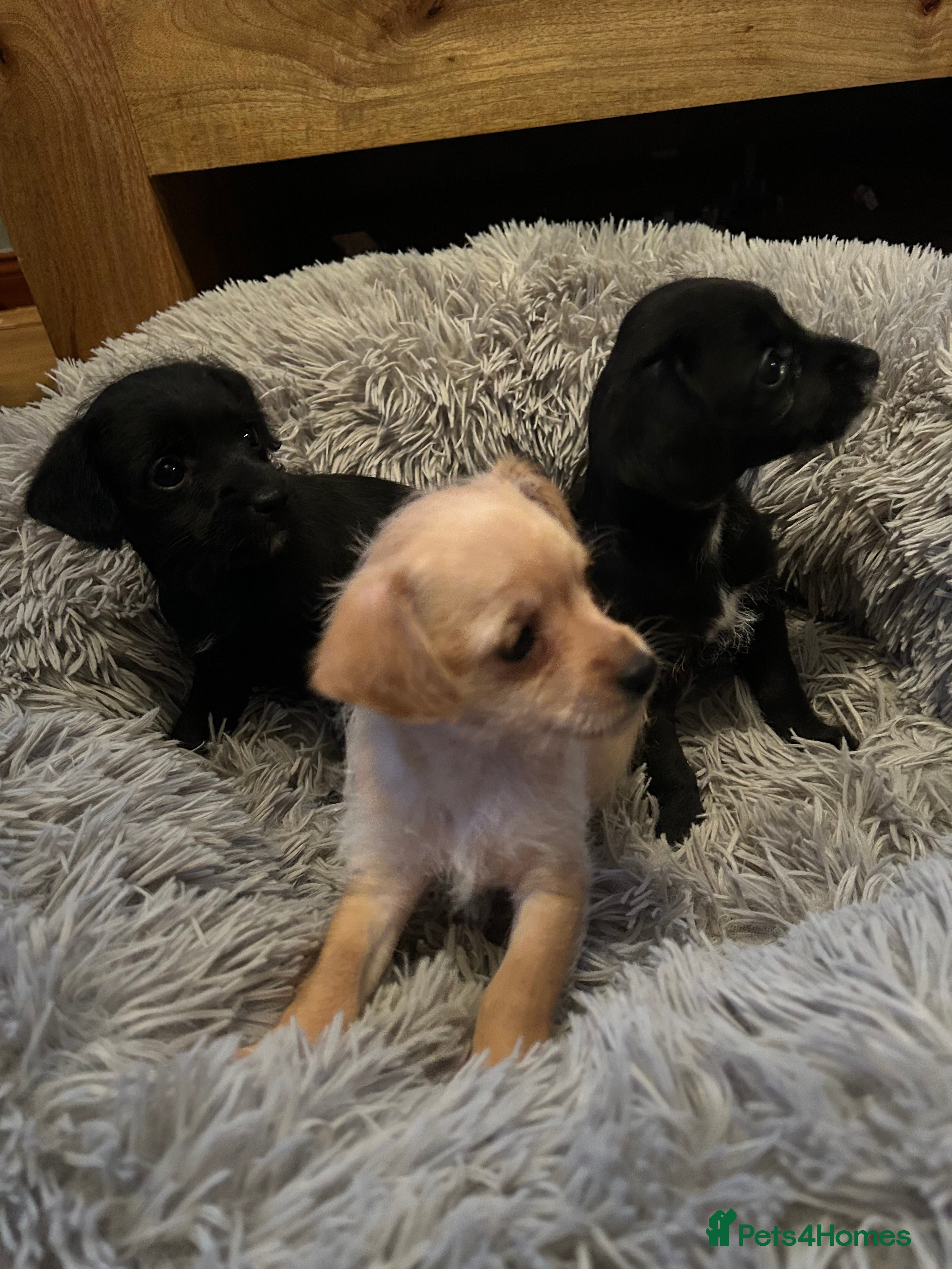 Chipoo dogs Poochis (poodle chihuahua mix) - Advert 1