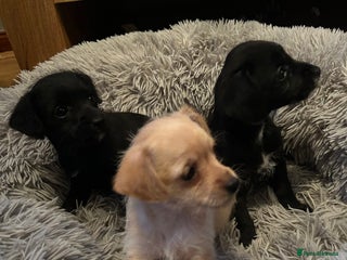 Chipoo dogs Poochis (poodle chihuahua mix) - Advert 1