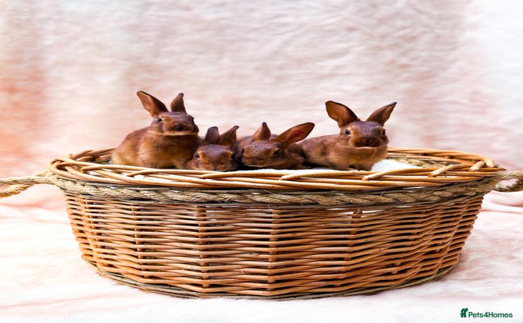 Belgian Hares rabbits in Newent - Advert 1