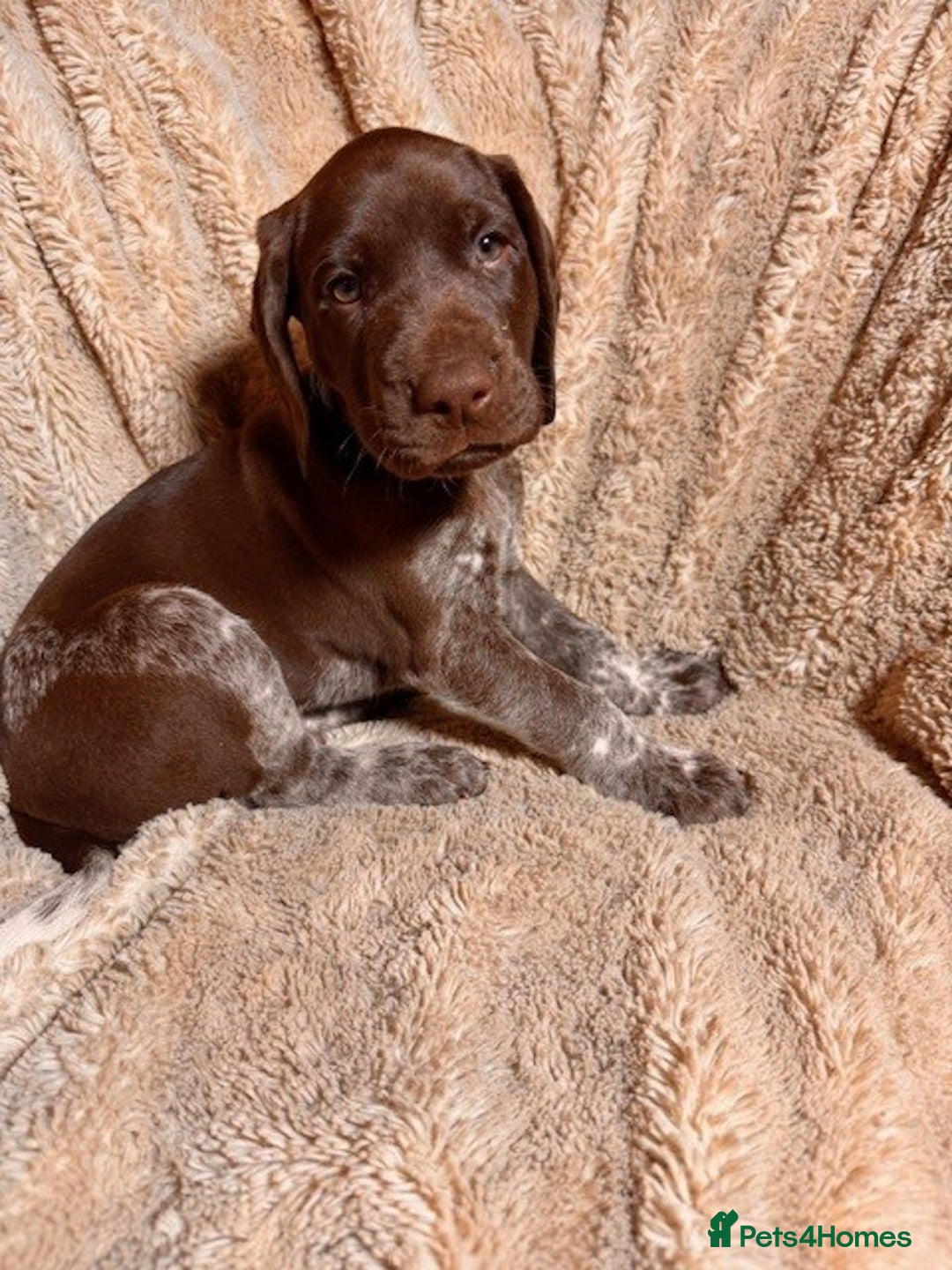 German Shorthaired Pointer dogs for sale: KC Reg Champ blood Lines GSP Pointer Pups - Leeds - Advert 12
