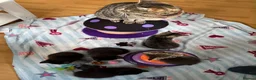 Mixed Breed cats for sale: 5 Beautiful kittens for sale - Advert 7