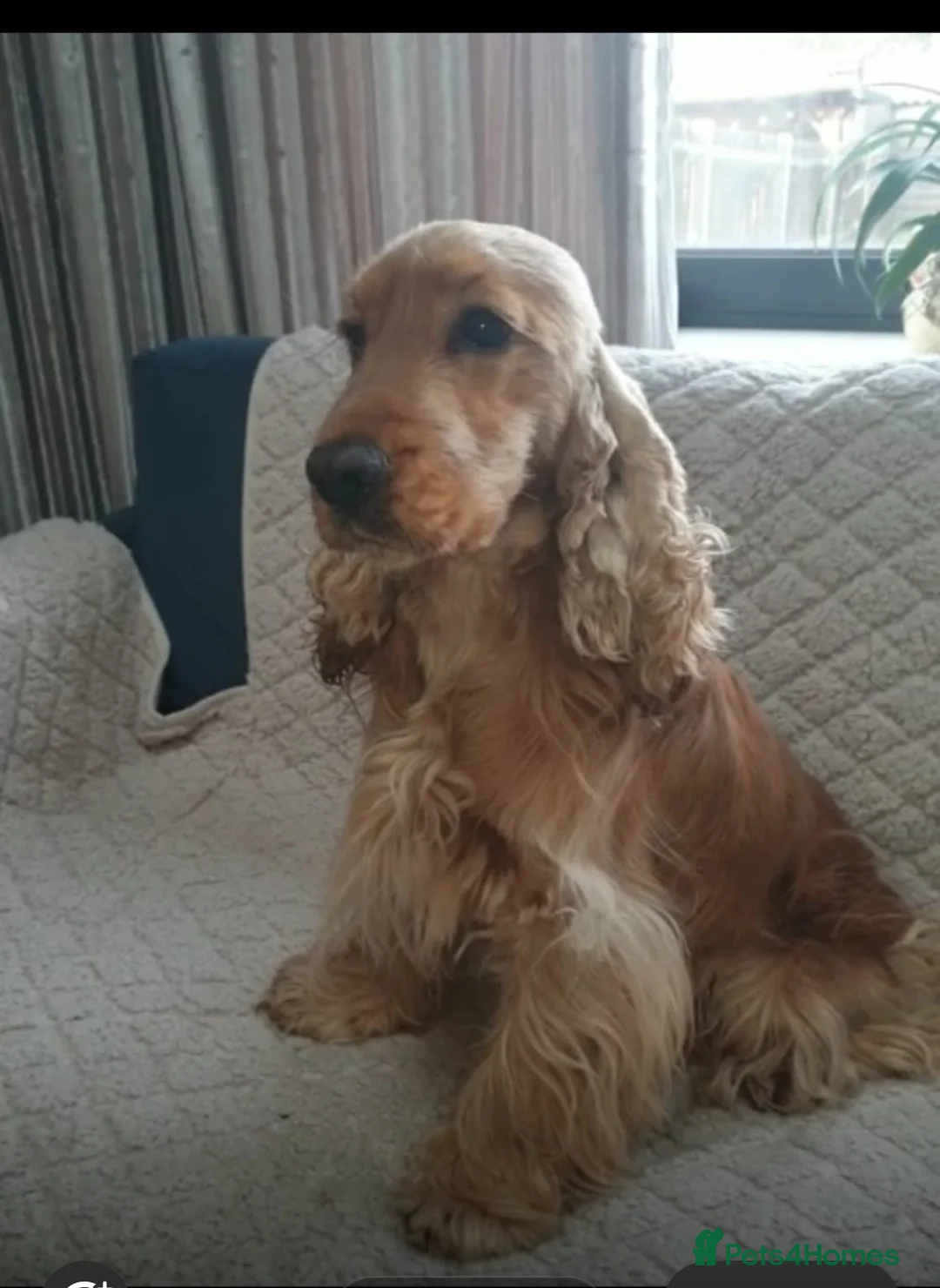 Cocker Spaniel dogs for sale: KC Show Cocker Spaniel  - Advert 12