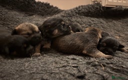 Border Terrier dogs for sale: Gorgeous border terrier puppies  - Image 4