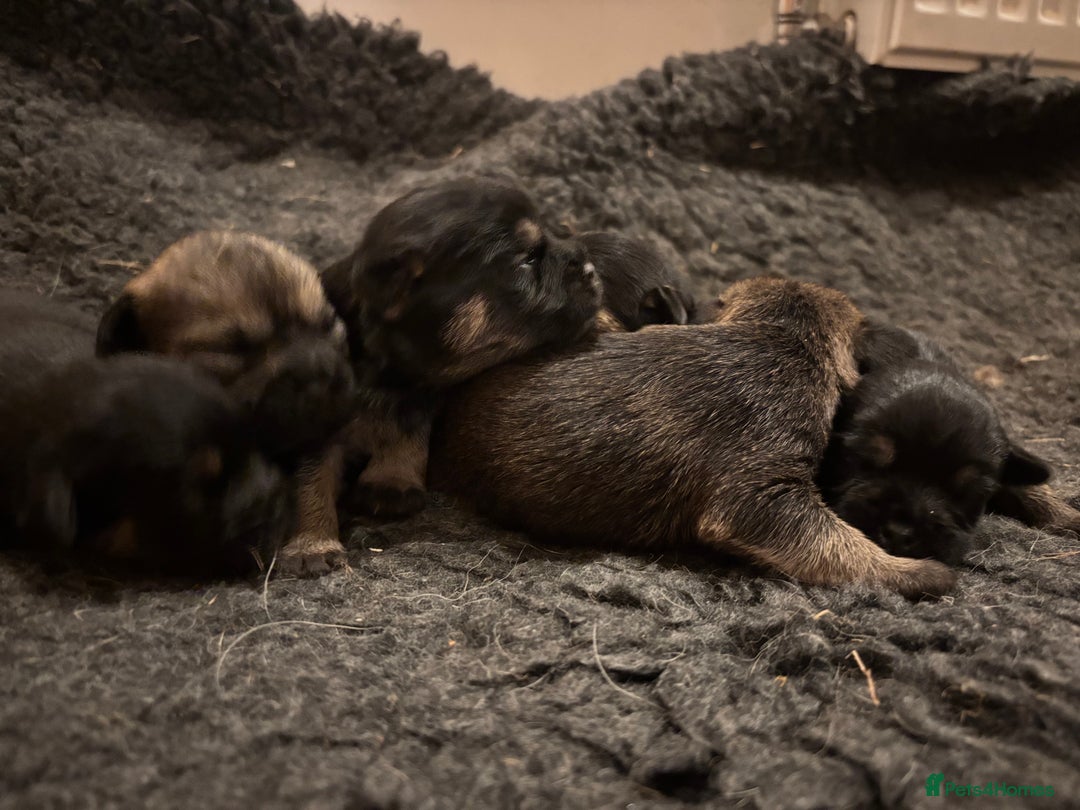 Border Terrier dogs for sale: Gorgeous border terrier puppies  - Image 4