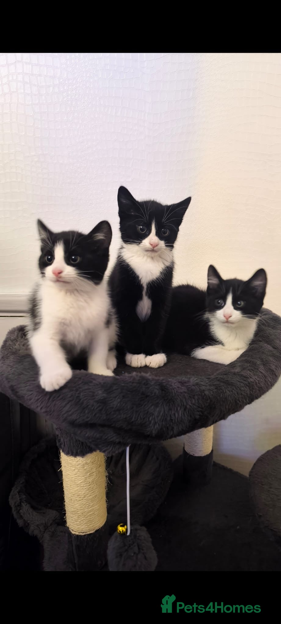 Mixed Breed cats Cute kittens  - Advert 13