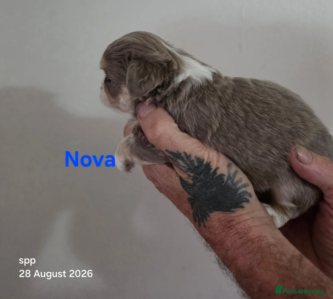 Chihuahua dogs for sale: Long coat chihuahua puppies kc registered - Advert 2