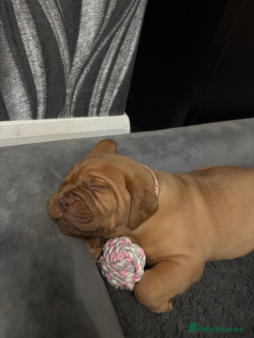 Dogue De Bordeaux dogs for sale: READY TO LEAVE! Stunning Dogue De Bordeaux Puppies - Advert 12
