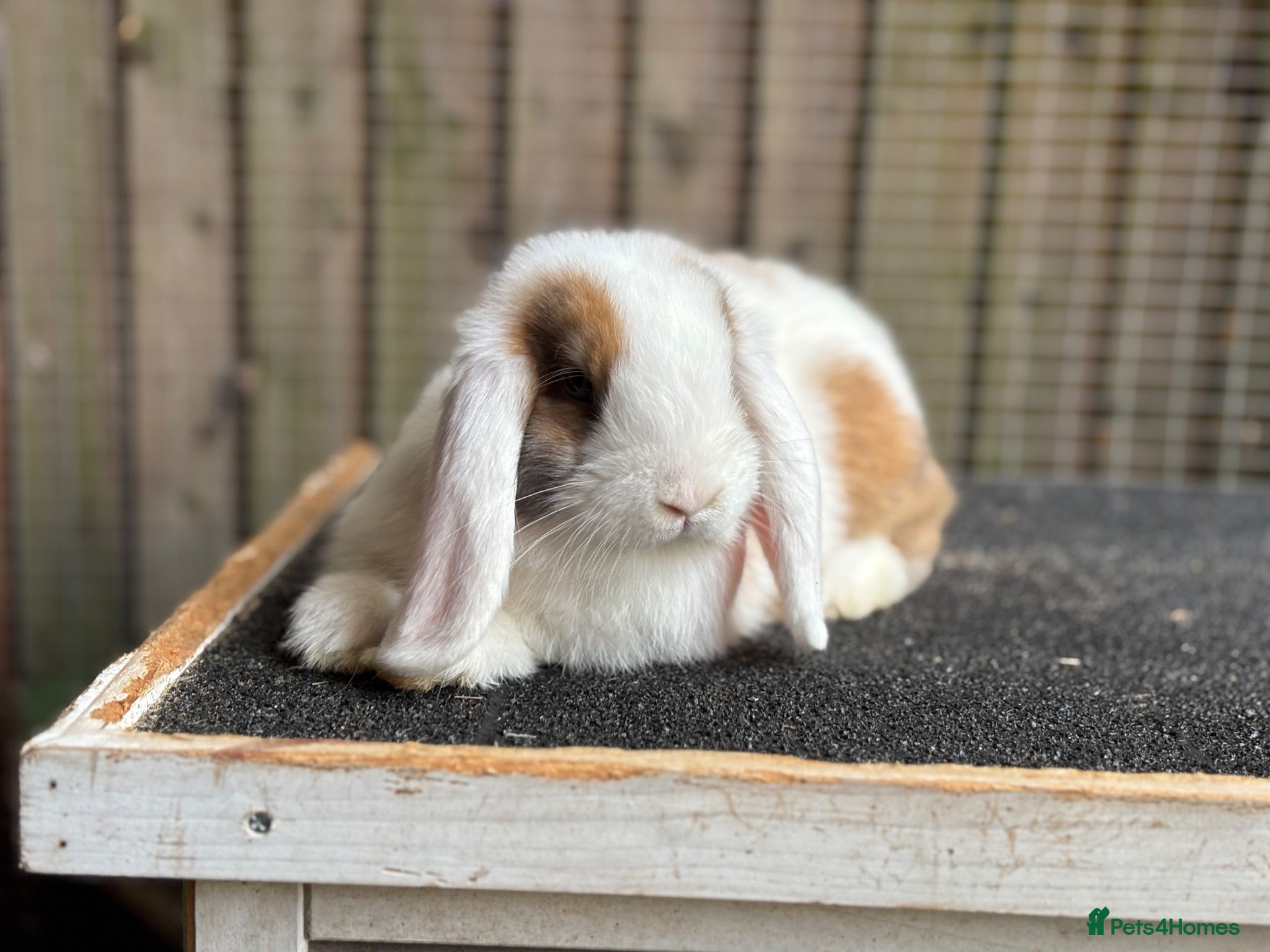 Mini Lop rabbits Only 1 baby mini lop left - boy - Advert 1
