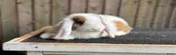 Mini Lop rabbits for sale: Reserved Only 1 baby mini lop left - boy - Advert 6