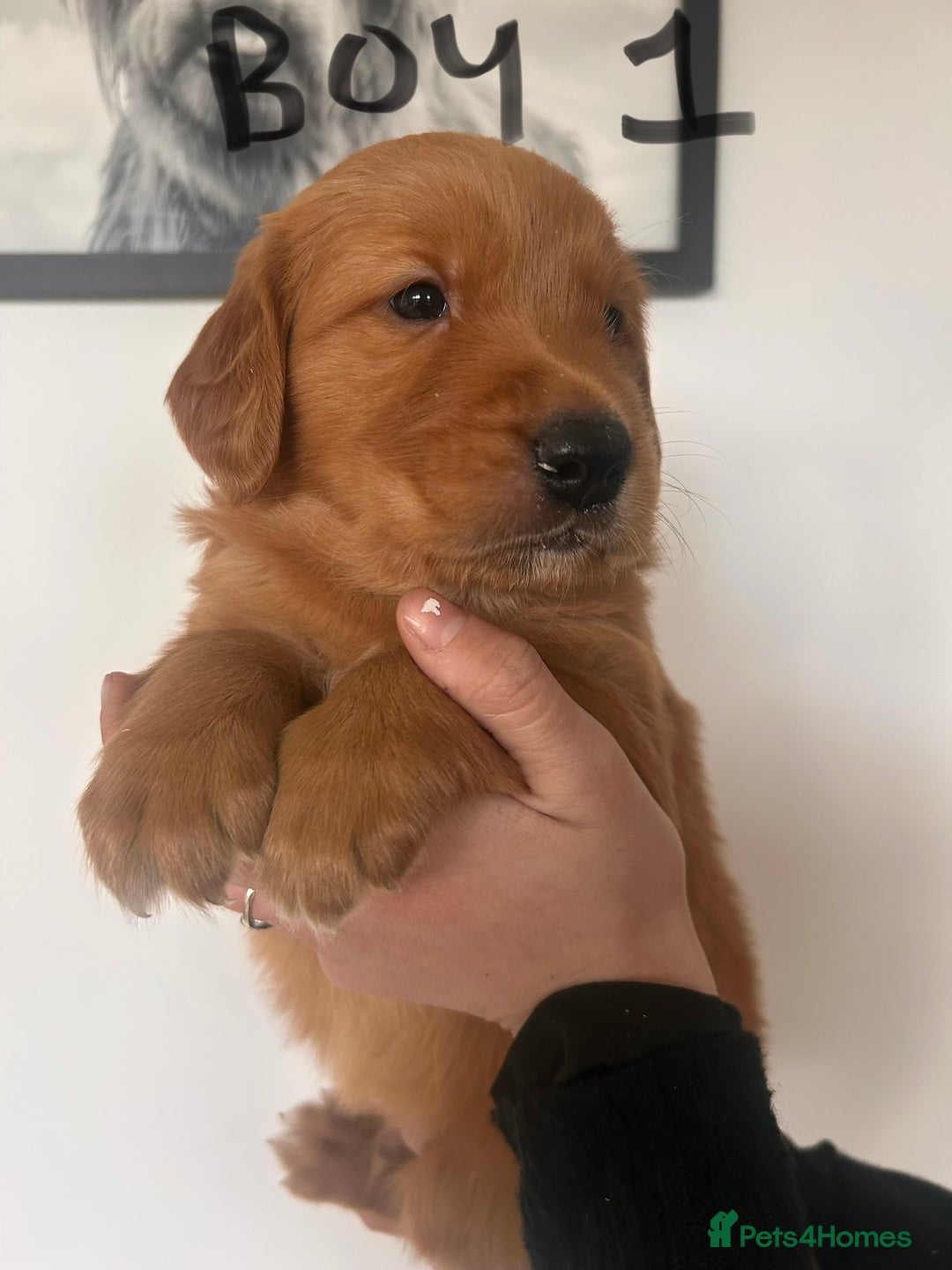 Golden Retriever dogs for sale: Dark Working Golden Retriever puppies - Advert 21