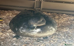 Ducks poultry for sale: 6 beautiful call ducks  - Image 3