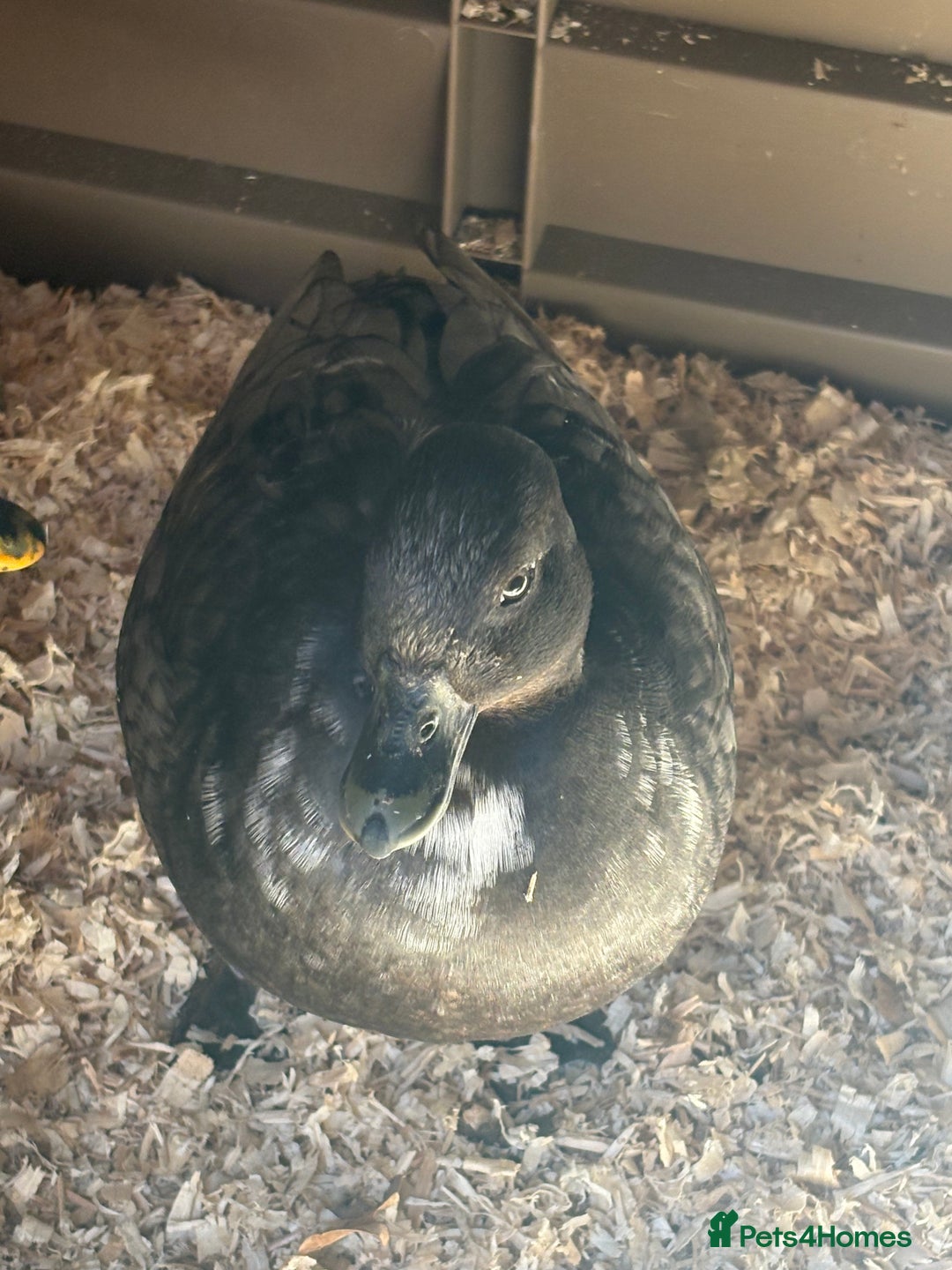 Ducks poultry for sale: 6 beautiful call ducks  - Image 3