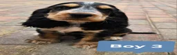 Cocker Spaniel dogs for sale: Ready to go 2 boys left show cocker spaniels - Advert 18