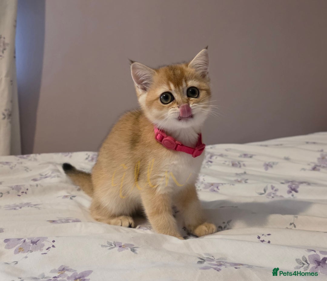 Scottish Fold cats for sale: Scottish fold Golden chinchilla  - Image 7