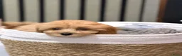 Cavapoo dogs for sale: Ruby cavapoo puppies - Advert 6