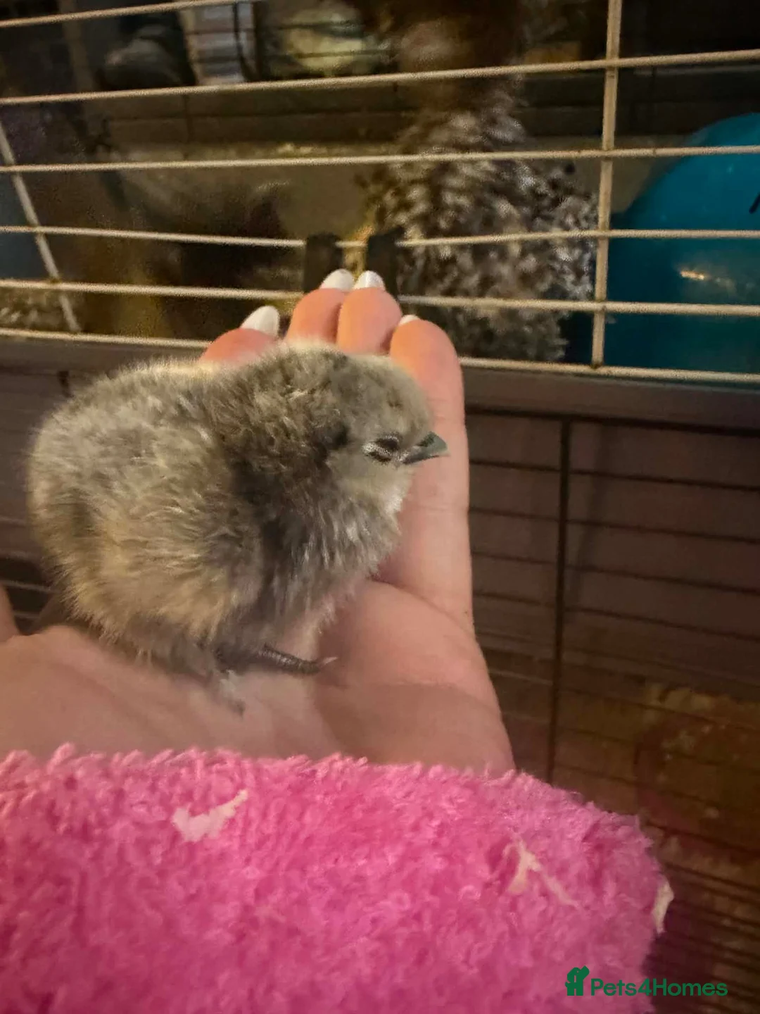 Chickens poultry for sale: Silkie chicks uk / USA  - Advert 1