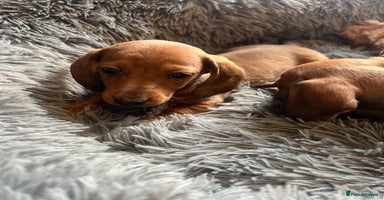Dachshund dogs - Advert 6