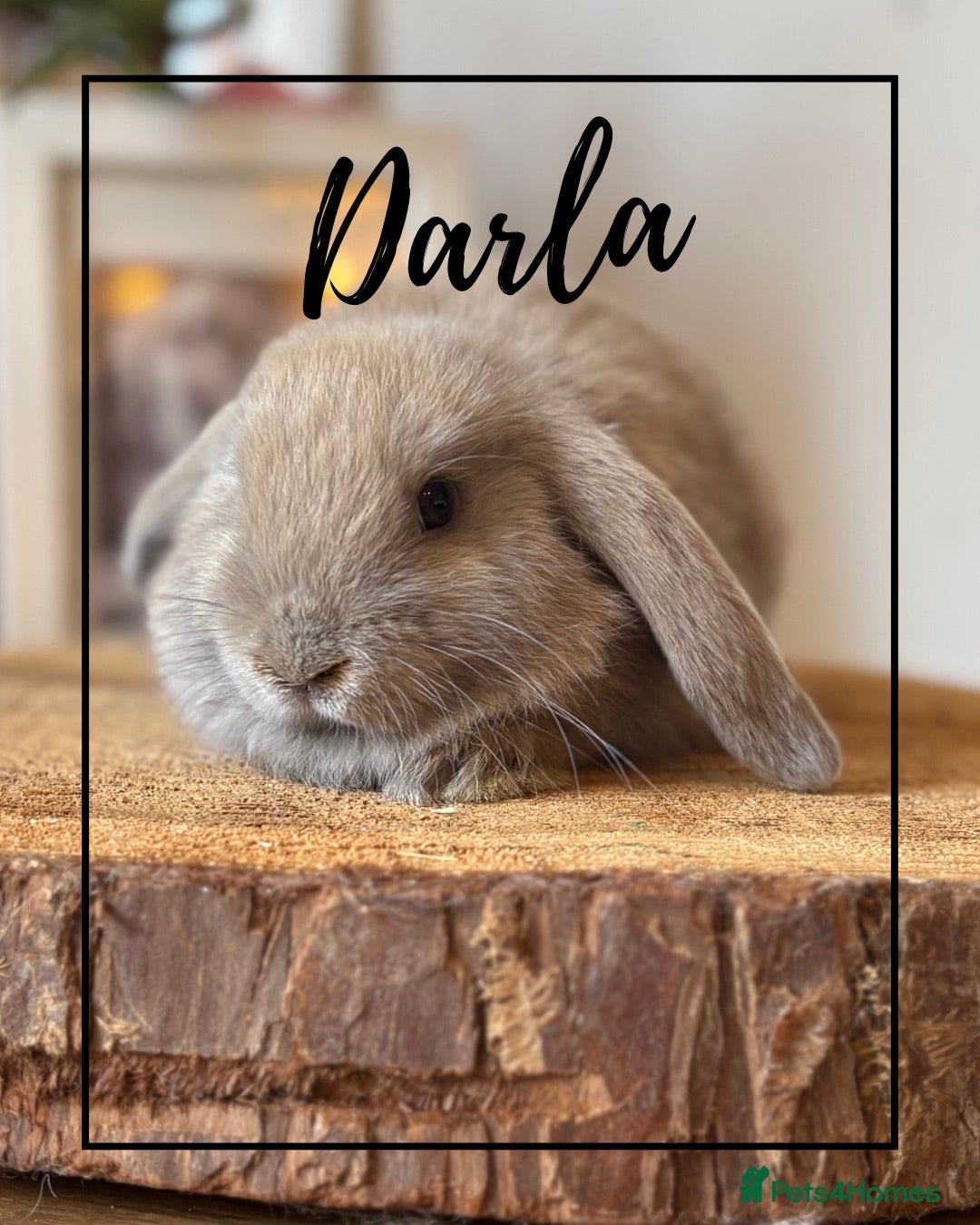 Mini Lop rabbits Mini lop buns looking for homes Adults £20 - Advert 2